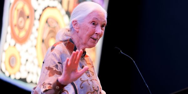 Jane Goodall Jane Goodall